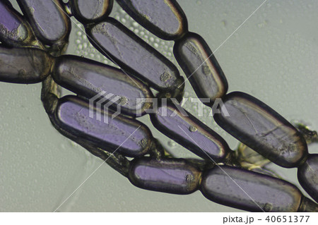 ムラサキツユクサのおしべの毛 40651377