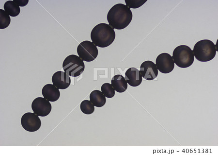 ムラサキツユクサのおしべの毛 ムラサキツユクサのおしべの毛 40651381