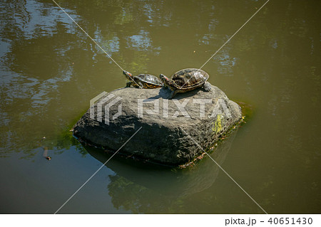 ミシシッピアカミミガメ ミシシッピアカミミガメ 40651430