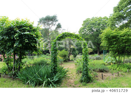 ハーブ園 40651729