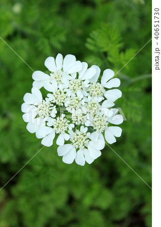 オルレアの花 オルレアの花 40651730