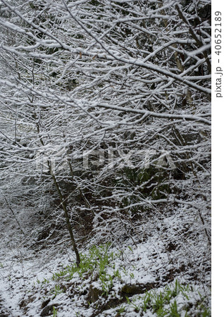 雪と新芽 40652189