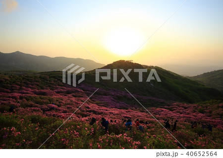 ツツジ 山 風景 40652564