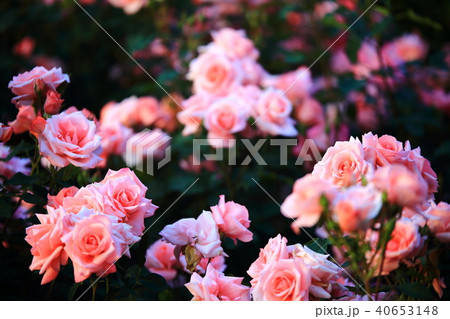 バラ 全羅南道 順天市 40653148