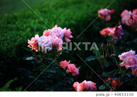 ガーデン 庭園 花畑 40653150
