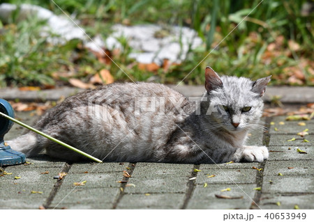 野良猫・子猫 野良猫・子猫 40653949