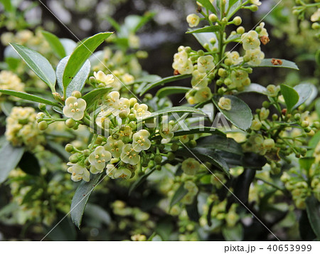 イヌツゲ 40653999