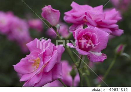 ピンクのバラの花 40654316
