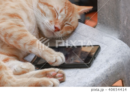 orange tabby cat sleep with mobile phone orange tabby cat sleep with mobile phone 40654414