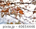 桜 40654446