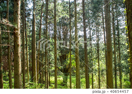 千本杉　天然記念物　山形県 40654457
