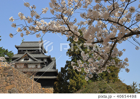 桜咲く国宝松江城 40654498