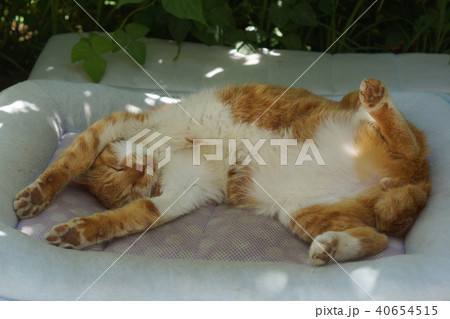 眠る茶猫 40654515
