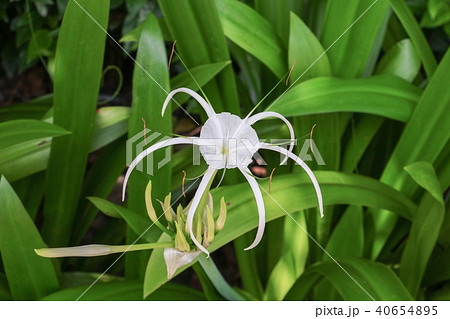 Spider Lily flower white in a garden  40654895