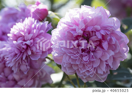 ピンクのバラの花 ピンクのバラの花 40655025