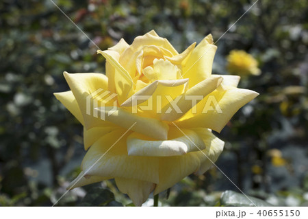 黄色いバラの花 黄色いバラの花 40655150