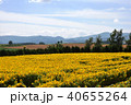 北海道 美瑛の丘 40655264