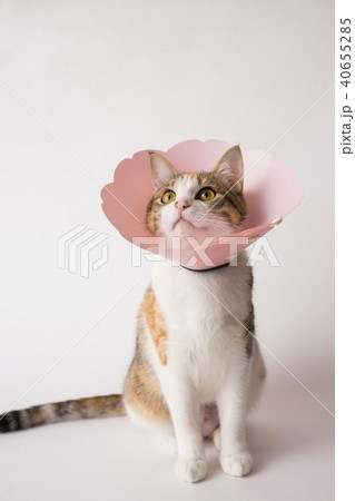 猫エリザベスカラー 40655285