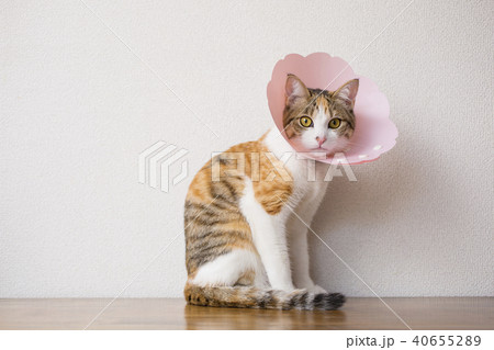 猫エリザベスカラー 40655289