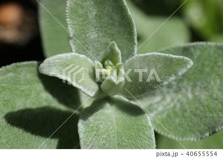 ラムズイヤーの花芽 40655554