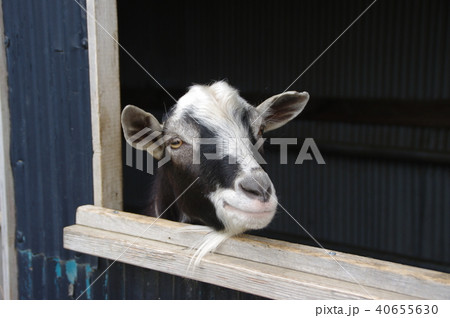 黒山羊 黒山羊 40655630
