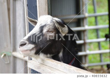 黒やぎ 40655632