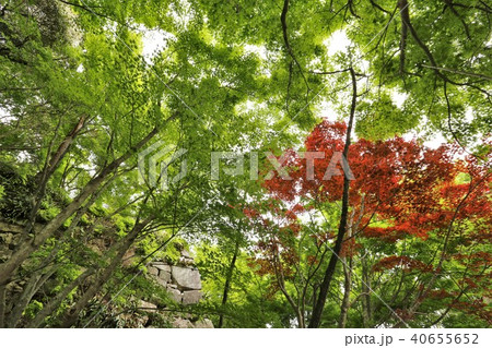 八幡山城 40655652