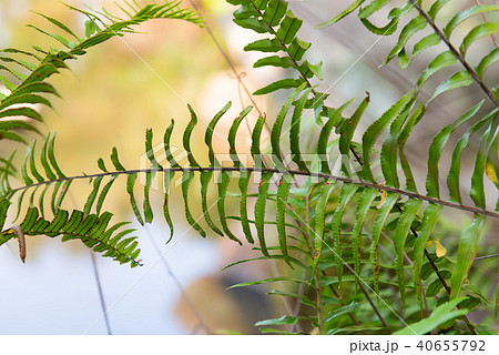 背景 バックグラウンド バックグランド 40655792