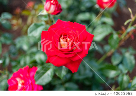 薔薇　（希望） 40655968