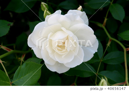 バラ 40656147