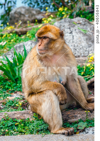 Portrait of a wild female macaque Portrait of a wild female macaque 40656843