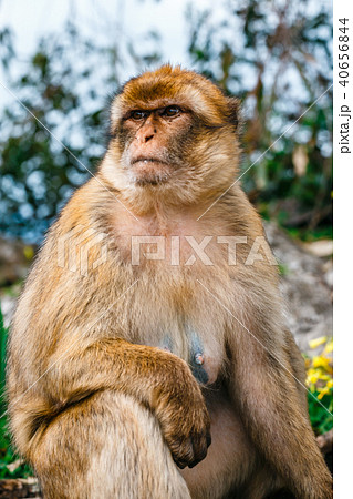 Portrait of a wild female macaque Portrait of a wild female macaque 40656844