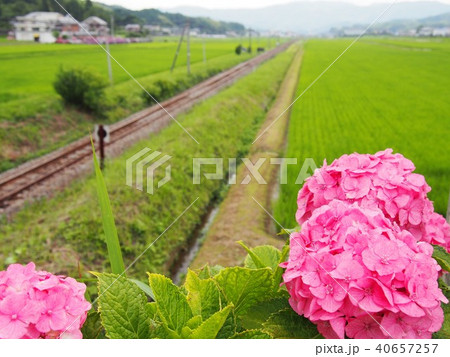 紫陽花と線路 40657257