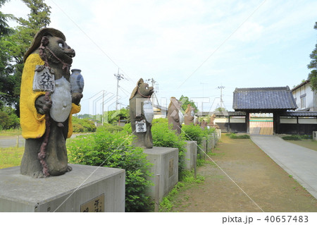 茂林寺のたぬき 茂林寺のたぬき 40657483