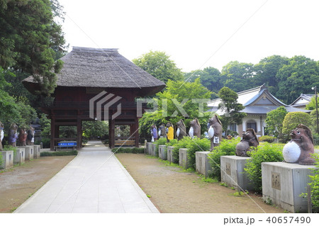 茂林寺のたぬき 茂林寺のたぬき 40657490