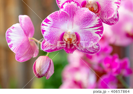 庭 庭園 ガーデン 40657864