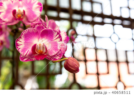 蘭 ラン 洋ラン 40658511