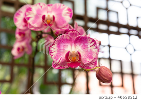 蘭 ラン 洋ラン 40658512