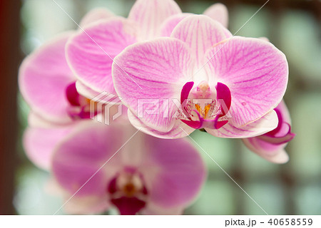 背景 バックグラウンド バックグランド 40658559