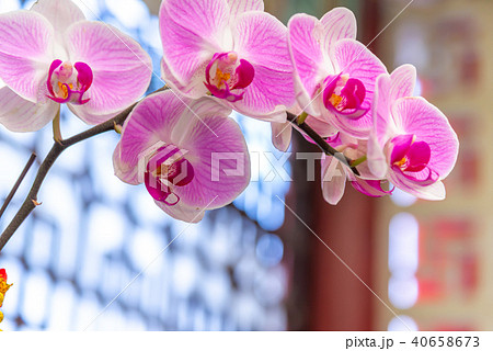 背景 バックグラウンド バックグランド 40658673