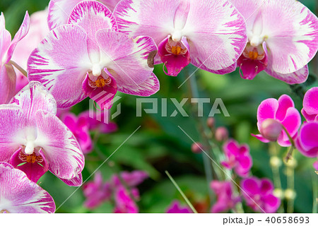 背景 バックグラウンド バックグランド 40658693