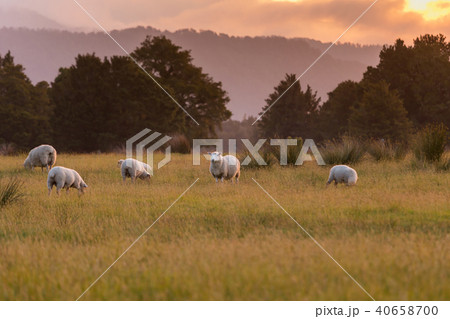 Fram sheep on green glass field with sunset tone 40658700