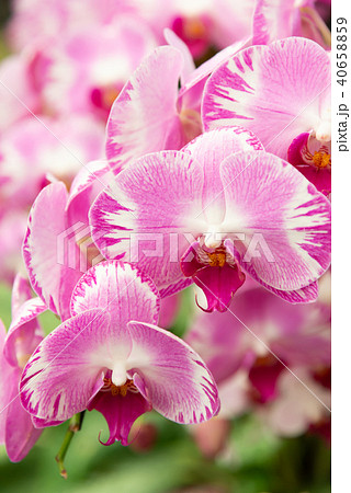 蘭 ラン 洋ラン 40658859