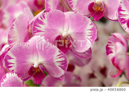 庭 庭園 ガーデン 40658860