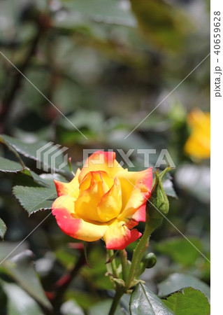 薔薇 チャールストン 薔薇 チャールストン 40659628