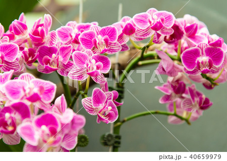 庭 庭園 ガーデン 40659979