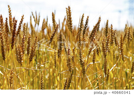 黄金色 小麦 農林61号 の写真素材