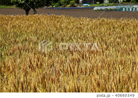 黄金色　小麦（農林61号） 40660349