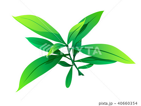shrub for cartoon isolated on white background shrub for cartoon isolated on white background 40660354