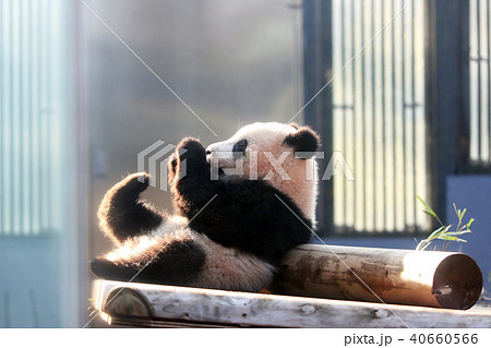 上野動物園のジャイアントパンダのシャンシャン 40660566
